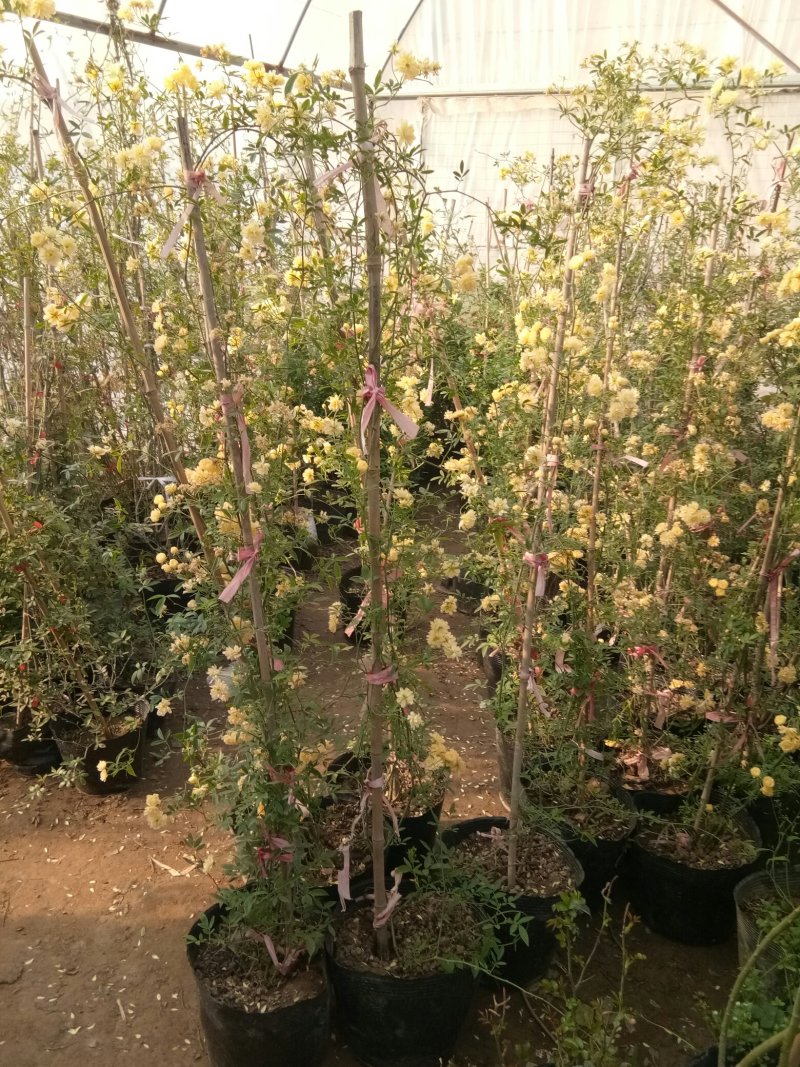 甜蜜红木香花苗爬藤植物白黄木香花四季开花浓香红色花卉特大