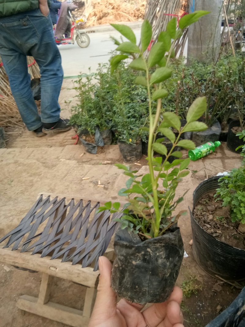 甜蜜红木香花苗爬藤植物白黄木香花四季开花浓香红色花卉特大