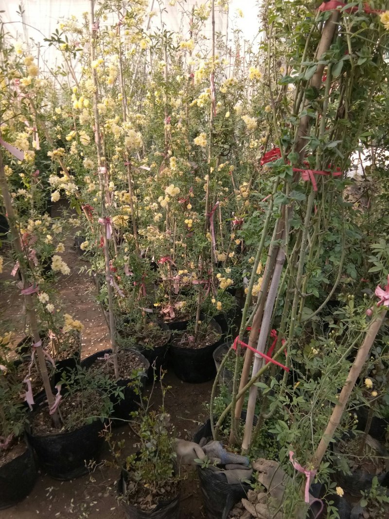 木香花藤本木香花颜色有黄色红色白色基地直销包邮