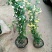 木香苗精品木香花，红色，黄色，白色，都有基地直销