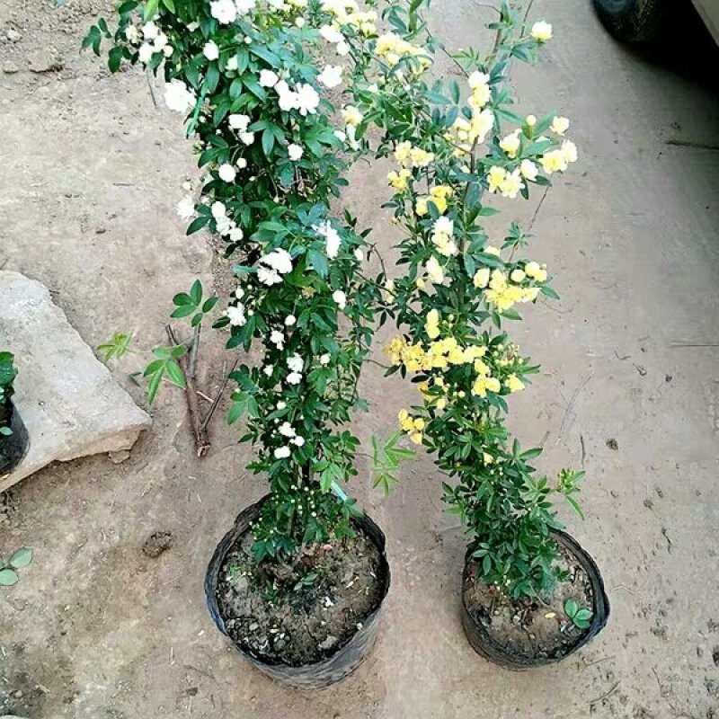 木香苗精品木香花，红色，黄色，白色，都有基地直销