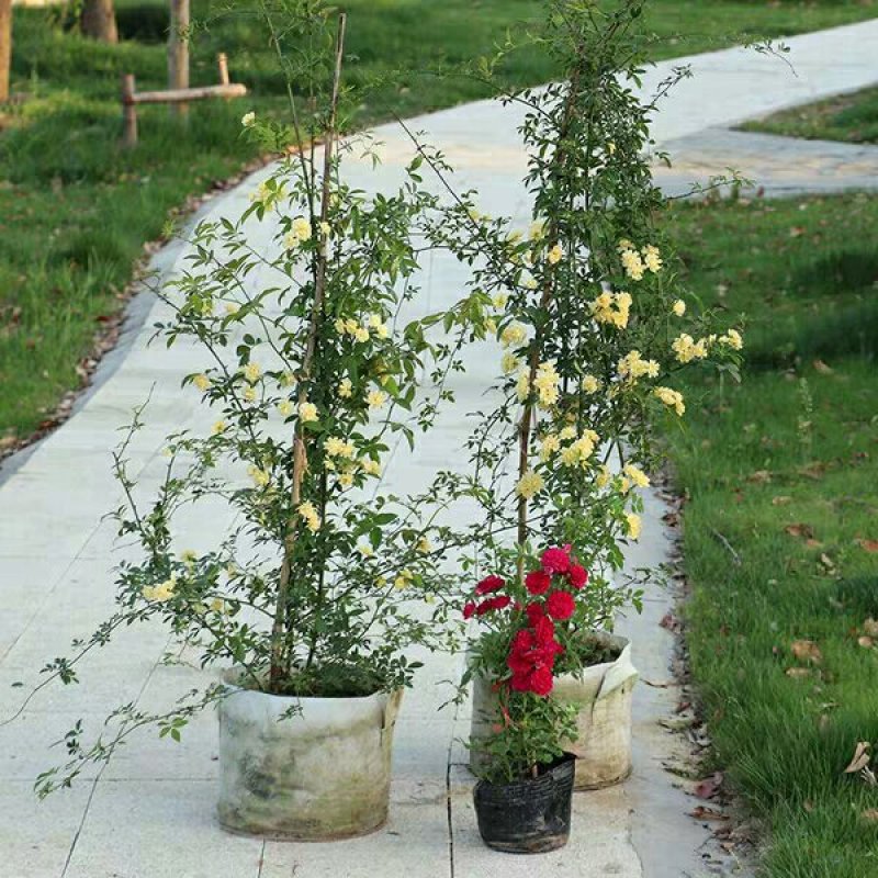 木香苗精品木香花，红色，黄色，白色，都有基地直销
