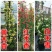 木香苗庭院花卉甜蜜红木香花苗盆栽带花