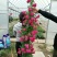 木香苗庭院花卉甜蜜红木香花苗盆栽带花
