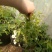 木香苗庭院花卉甜蜜红木香花苗盆栽带花