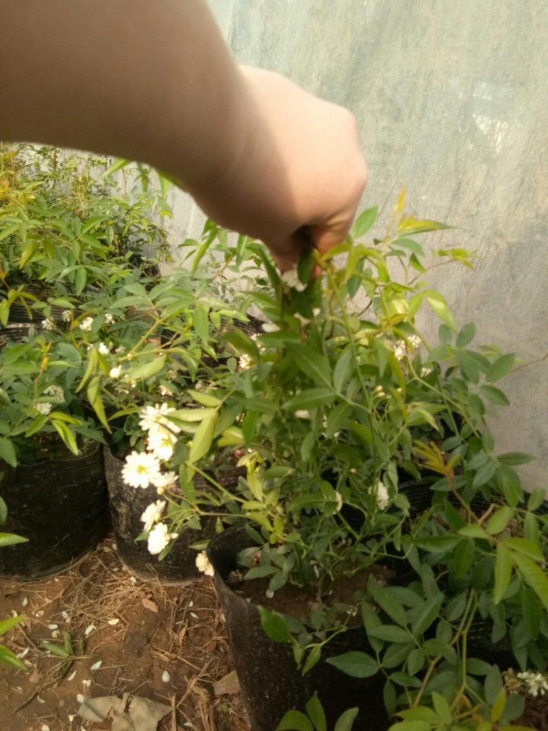 木香苗庭院花卉甜蜜红木香花苗盆栽带花