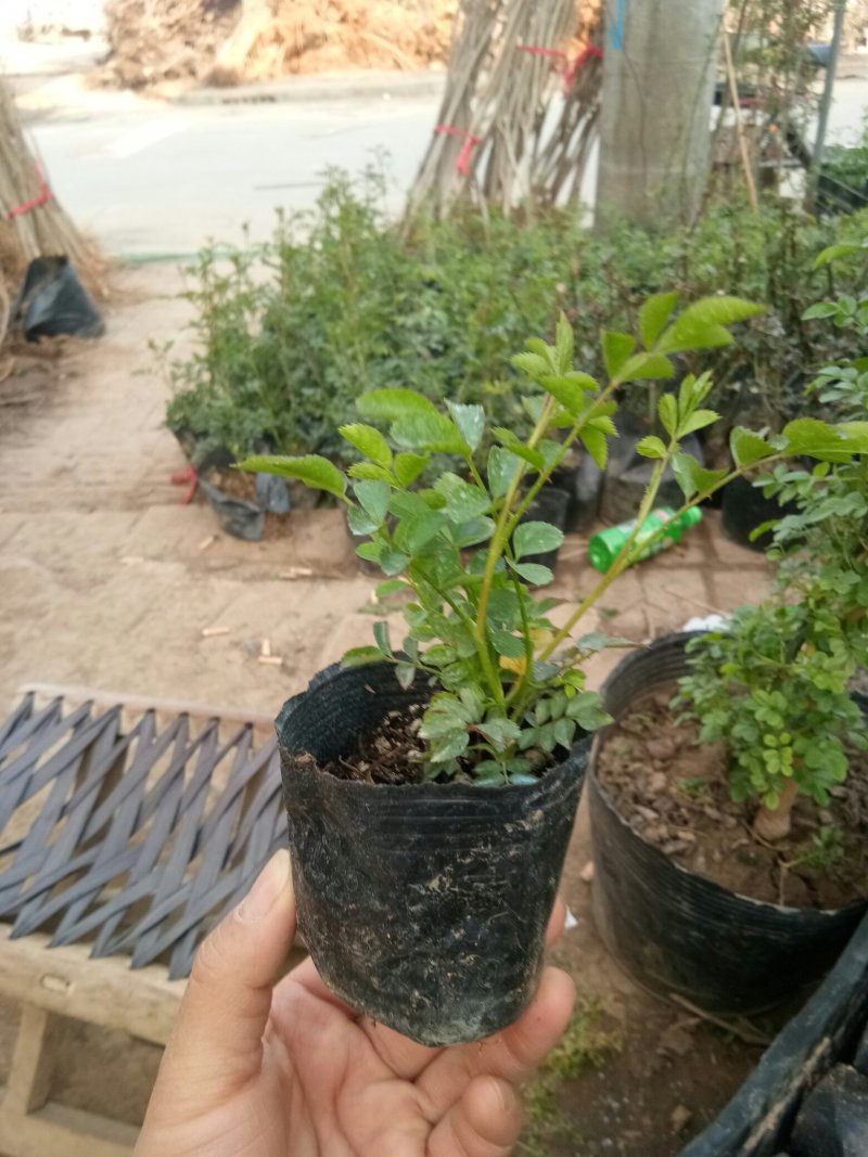 木香苗精品木香花，红色，黄色，白色，都有基地直销