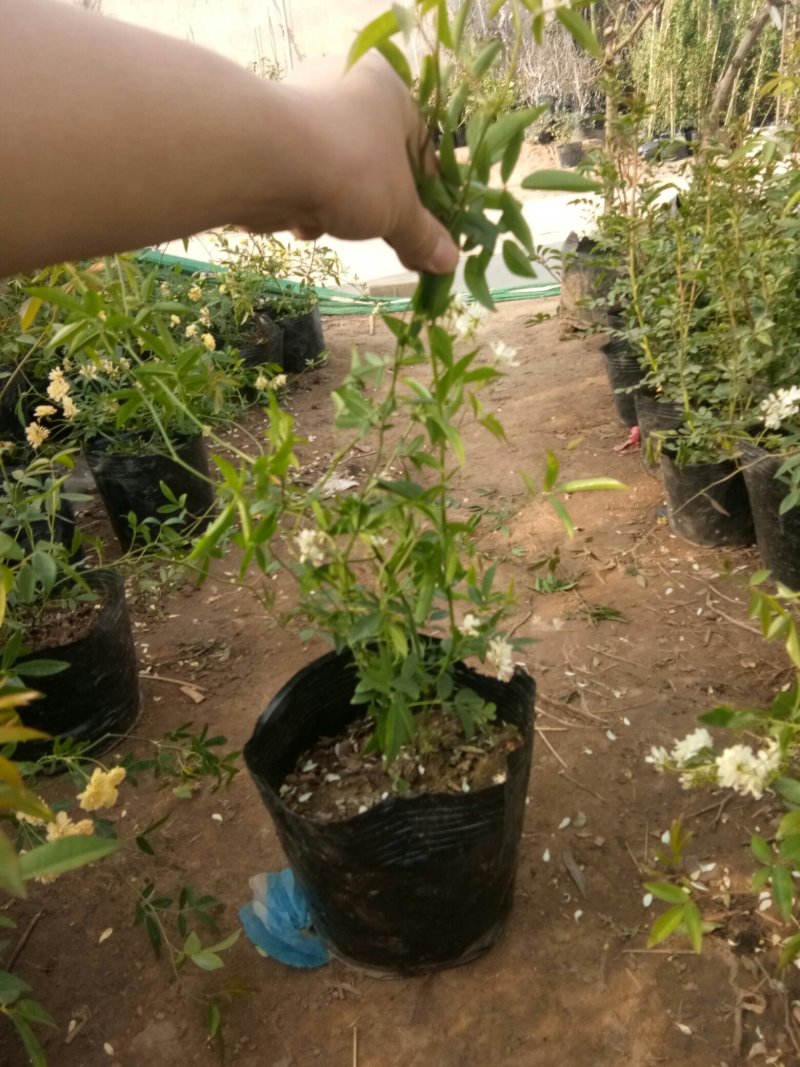 木香苗庭院花卉甜蜜红木香花苗盆栽带花