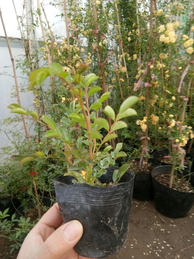 木香苗庭院花卉甜蜜红木香花苗盆栽带花