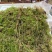 长白山林下参，高年头林下参人礼盒装