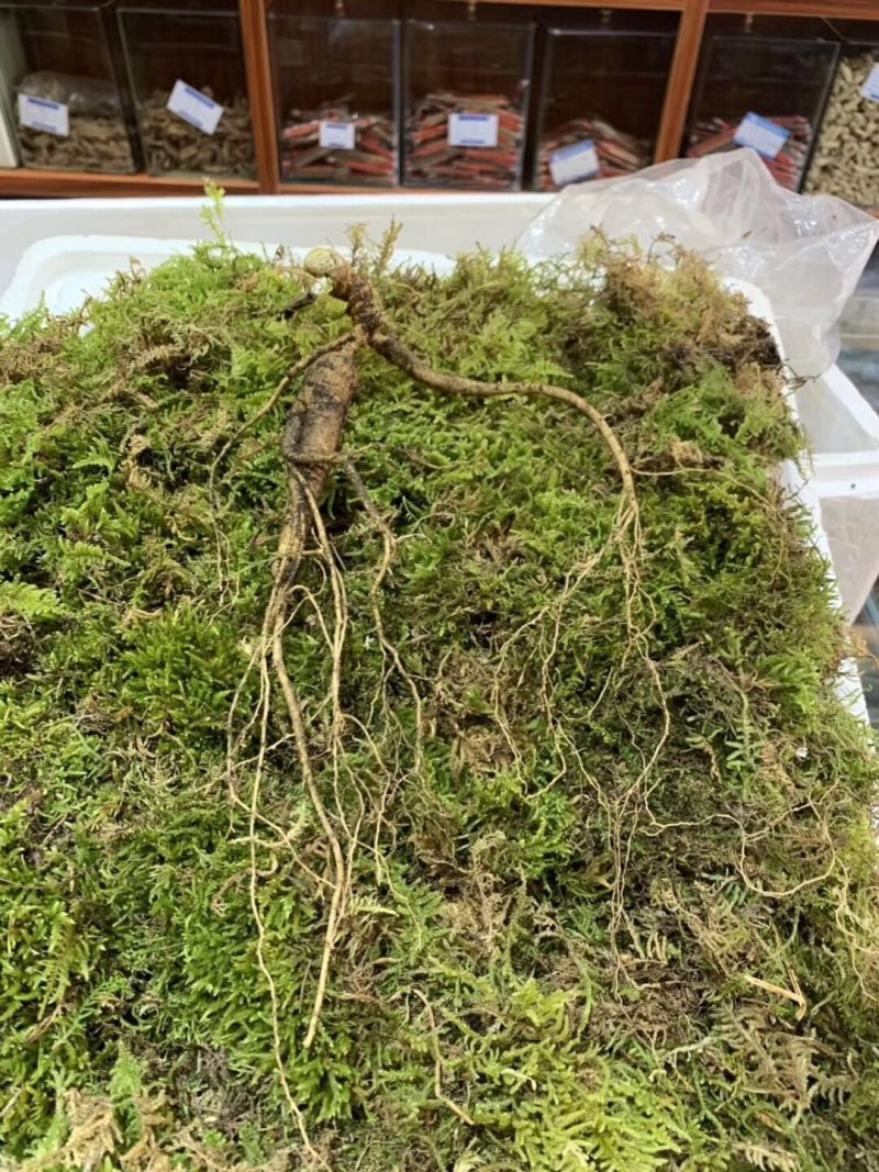 长白山林下参，高年头林下参人礼盒装