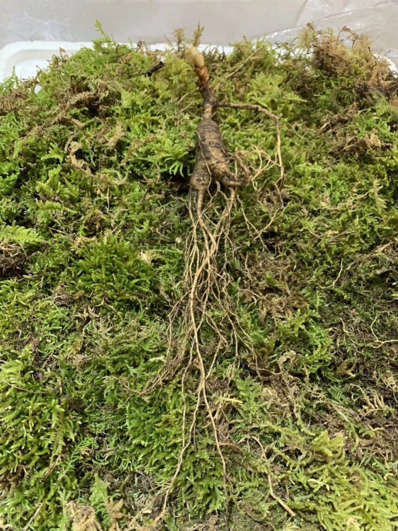 长白山林下参，高年头林下参人礼盒装