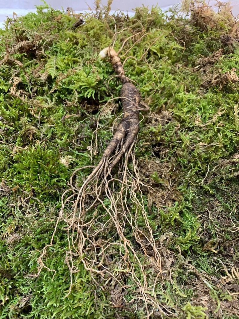 长白山林下参，高年头林下参人礼盒装