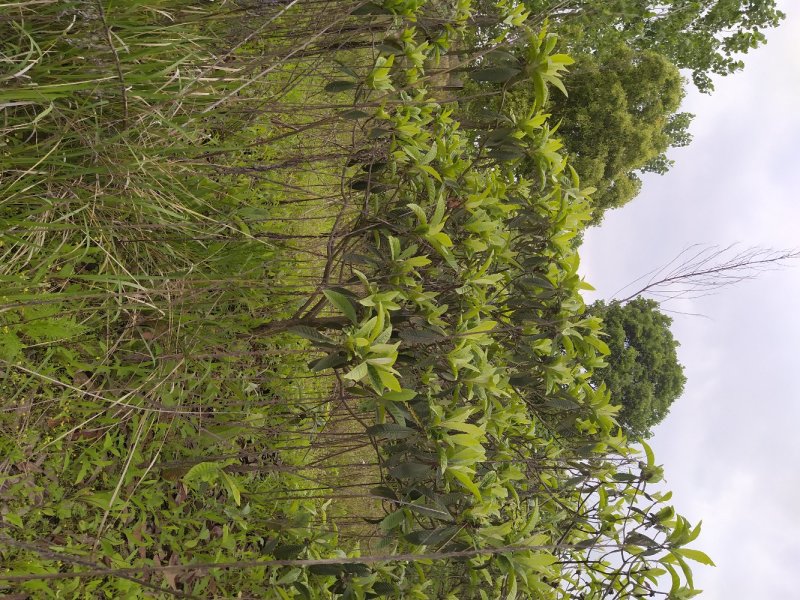 枇杷树8公分低分枝（15-50公分）