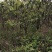 枇杷树8公分低分枝（15-50公分）