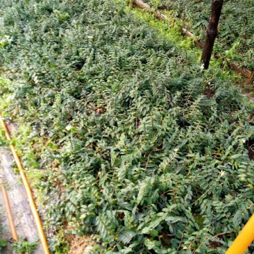铁皮石斛