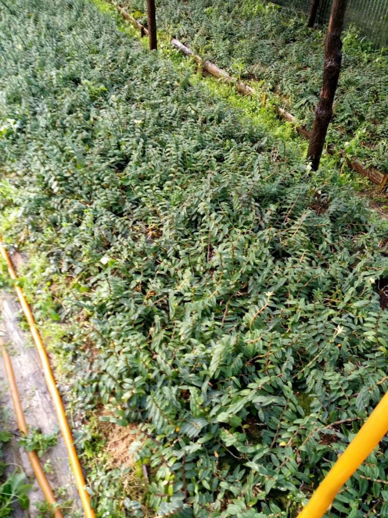 铁皮石斛