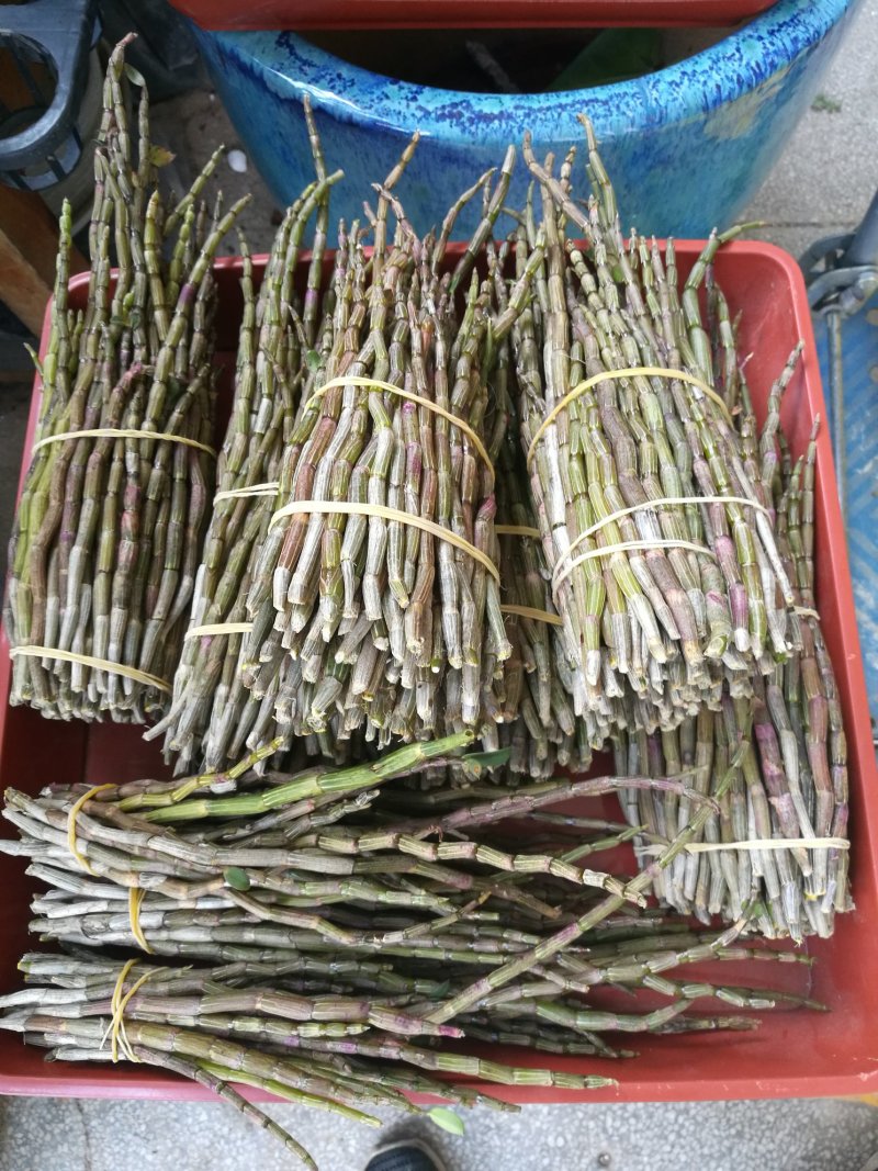 铁皮石斛