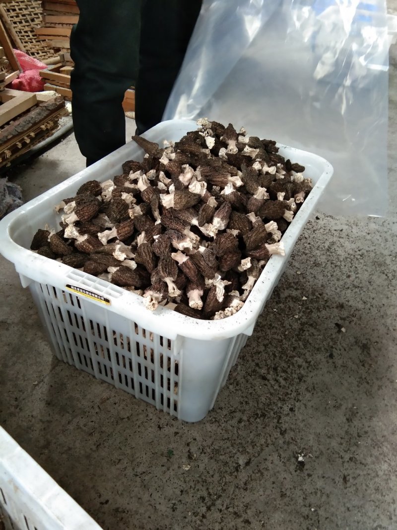 羊肚菌