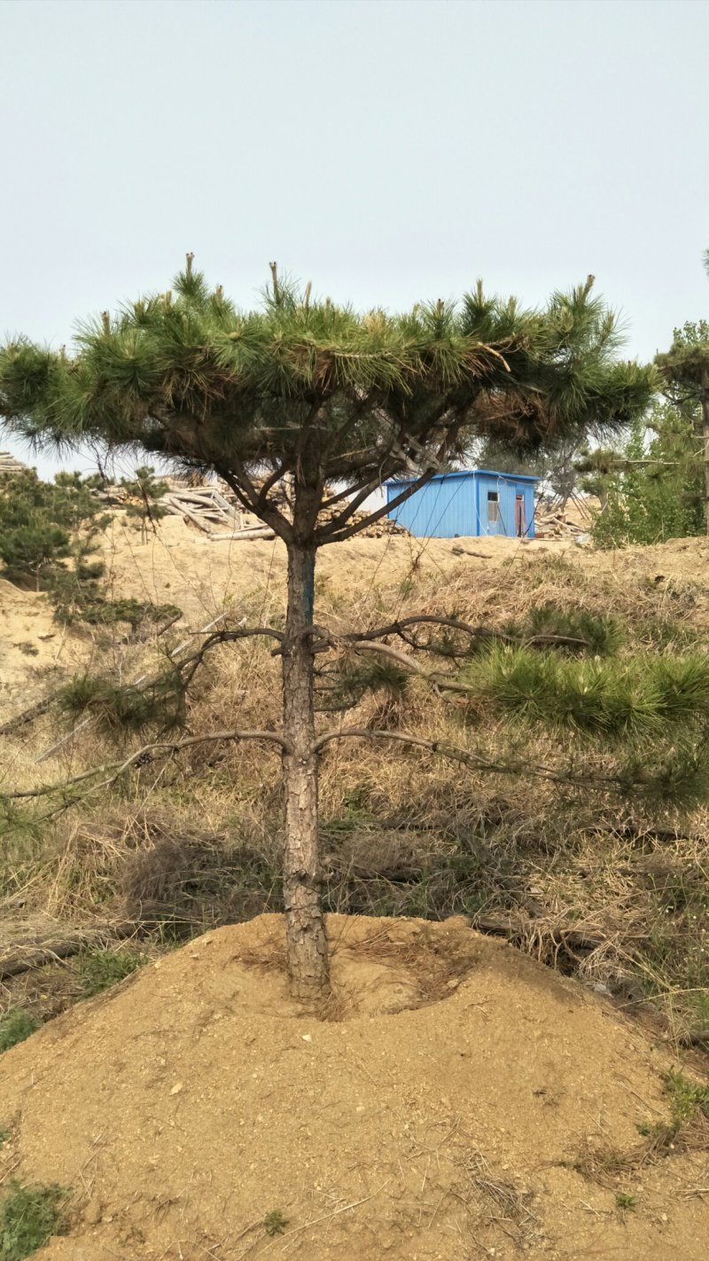 造型松