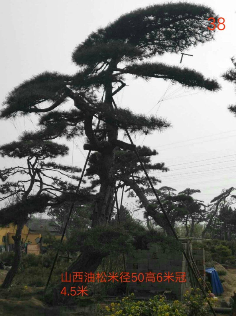 造型松