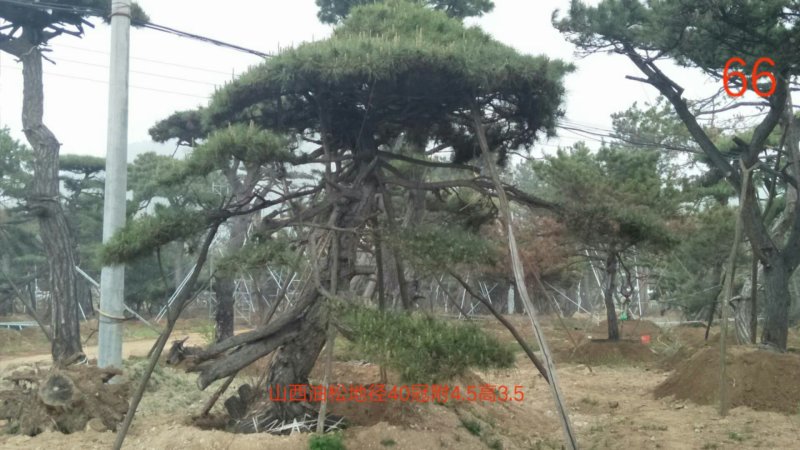 造型松