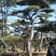 造型松