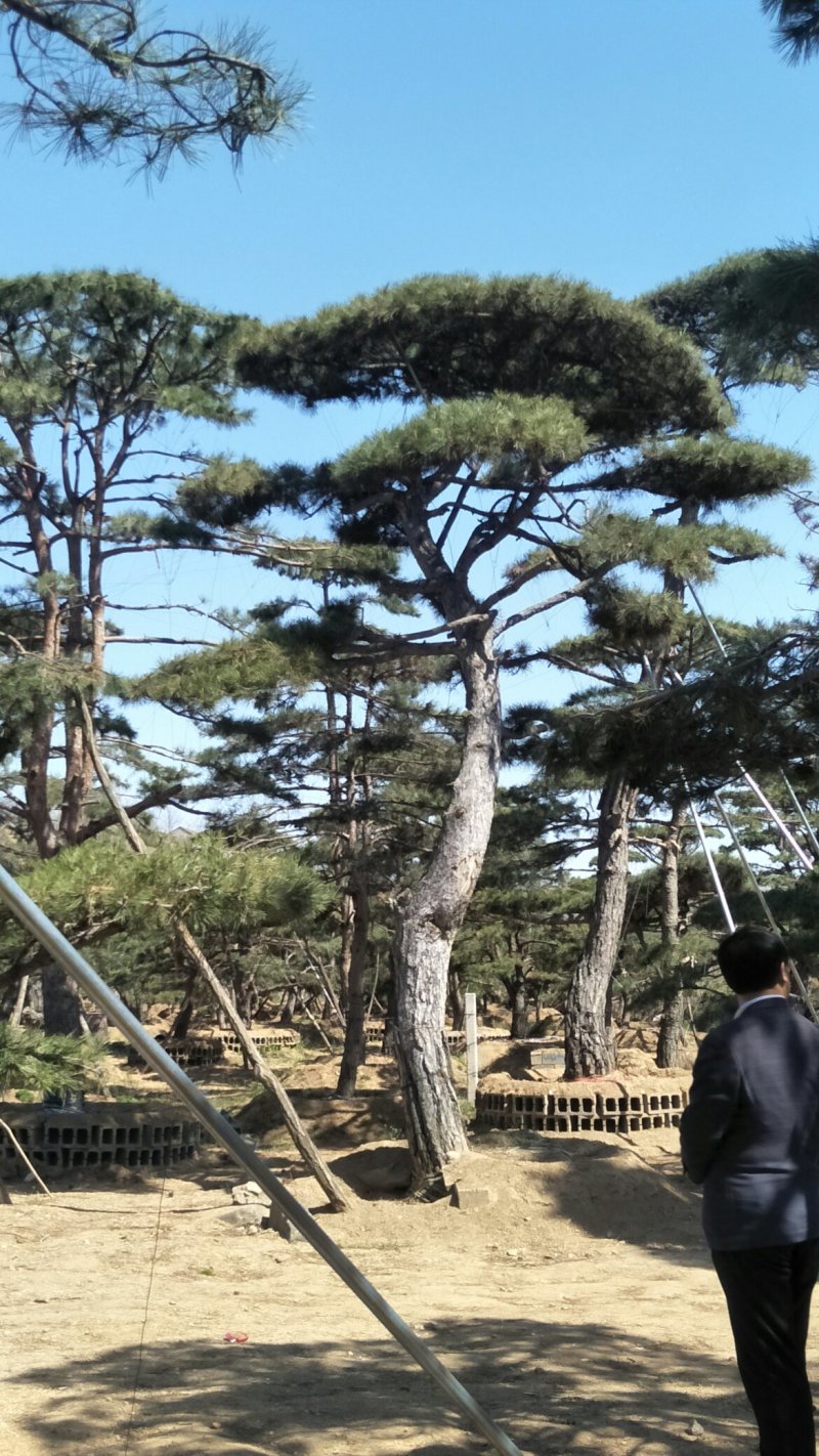 造型松
