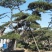 造型松