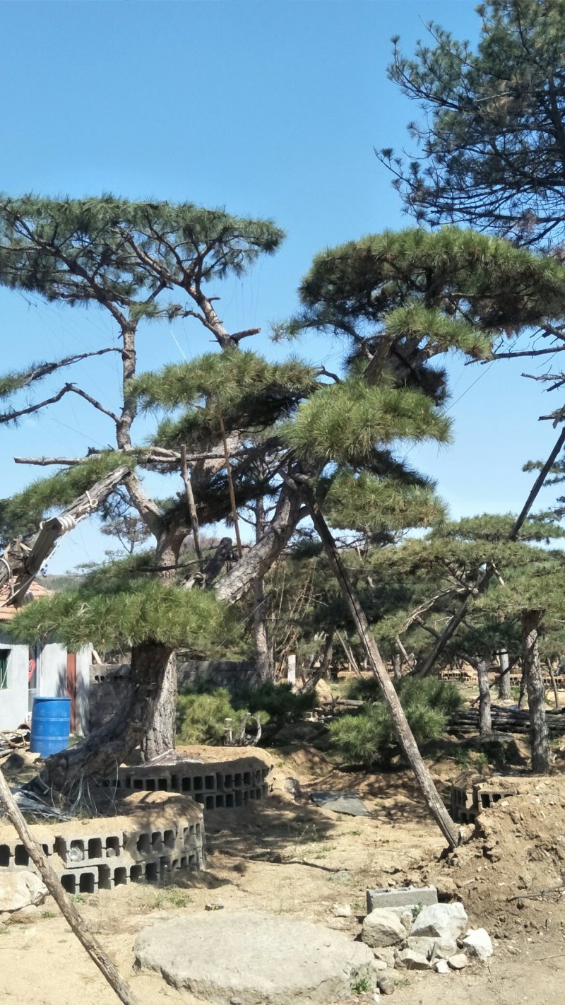 造型松
