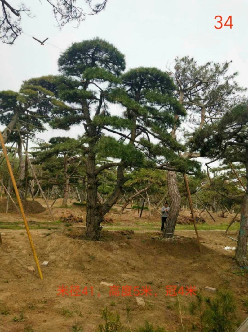 造型松