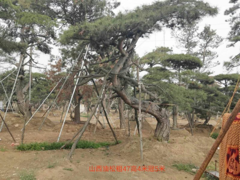 造型松