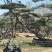 造型松