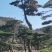 造型松