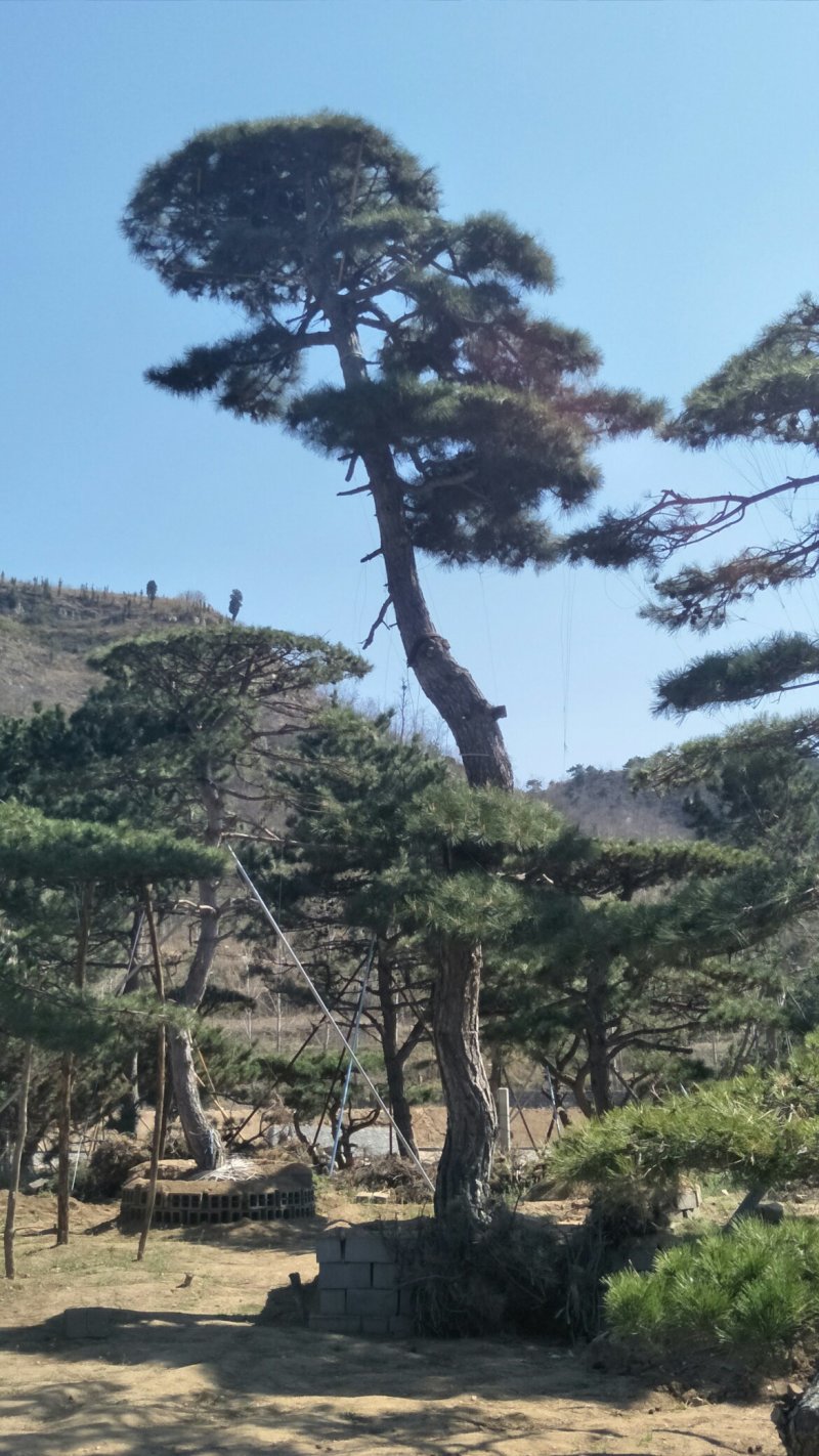 造型松