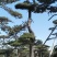 造型松