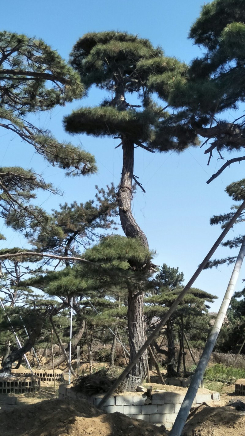 造型松
