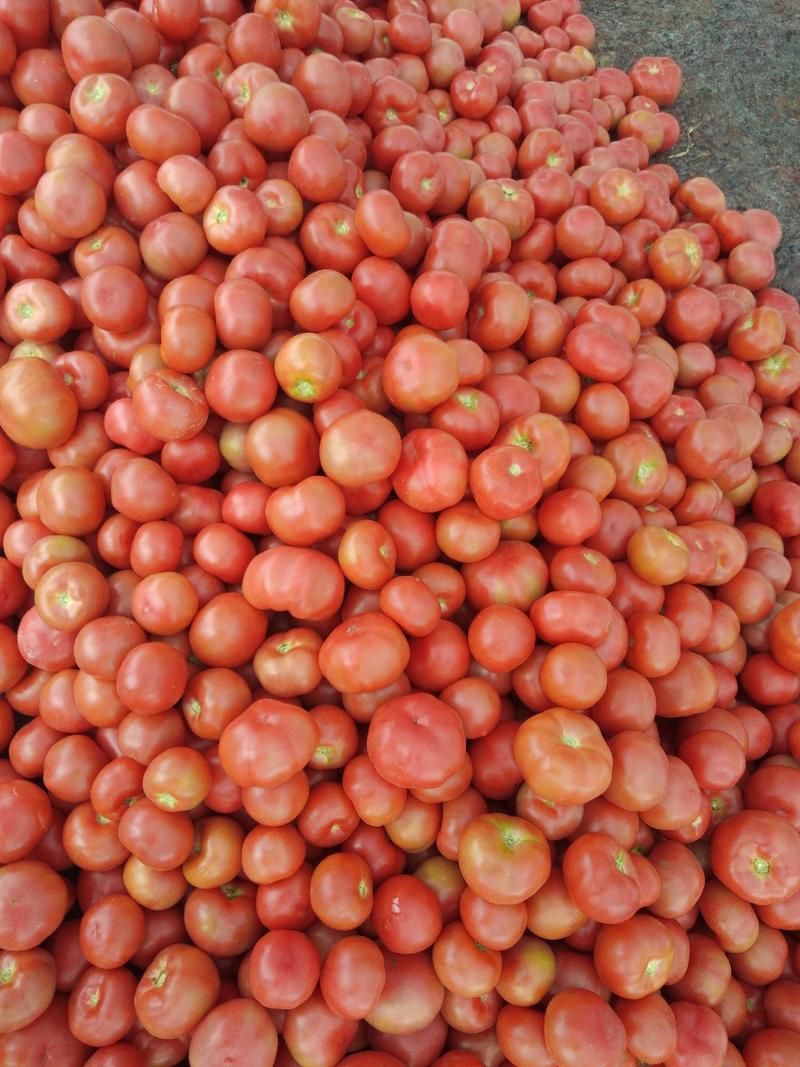【精品】西红柿硬粉西红柿物美价廉产地直供大量上市欢迎采