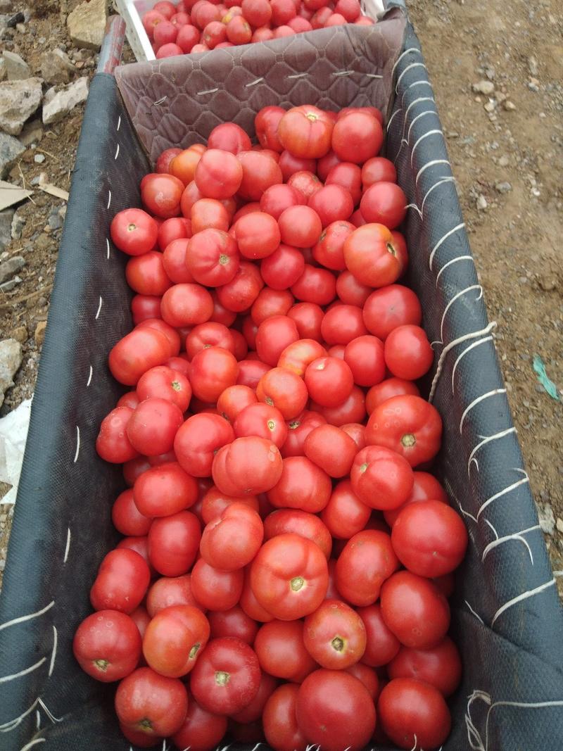 【精品】西红柿硬粉西红柿物美价廉产地直供大量上市欢迎采