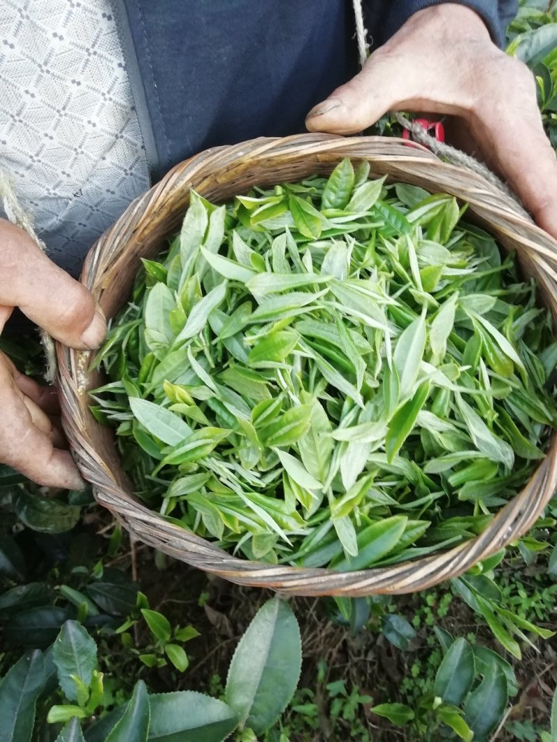 安吉白茶，原茶，福云六号