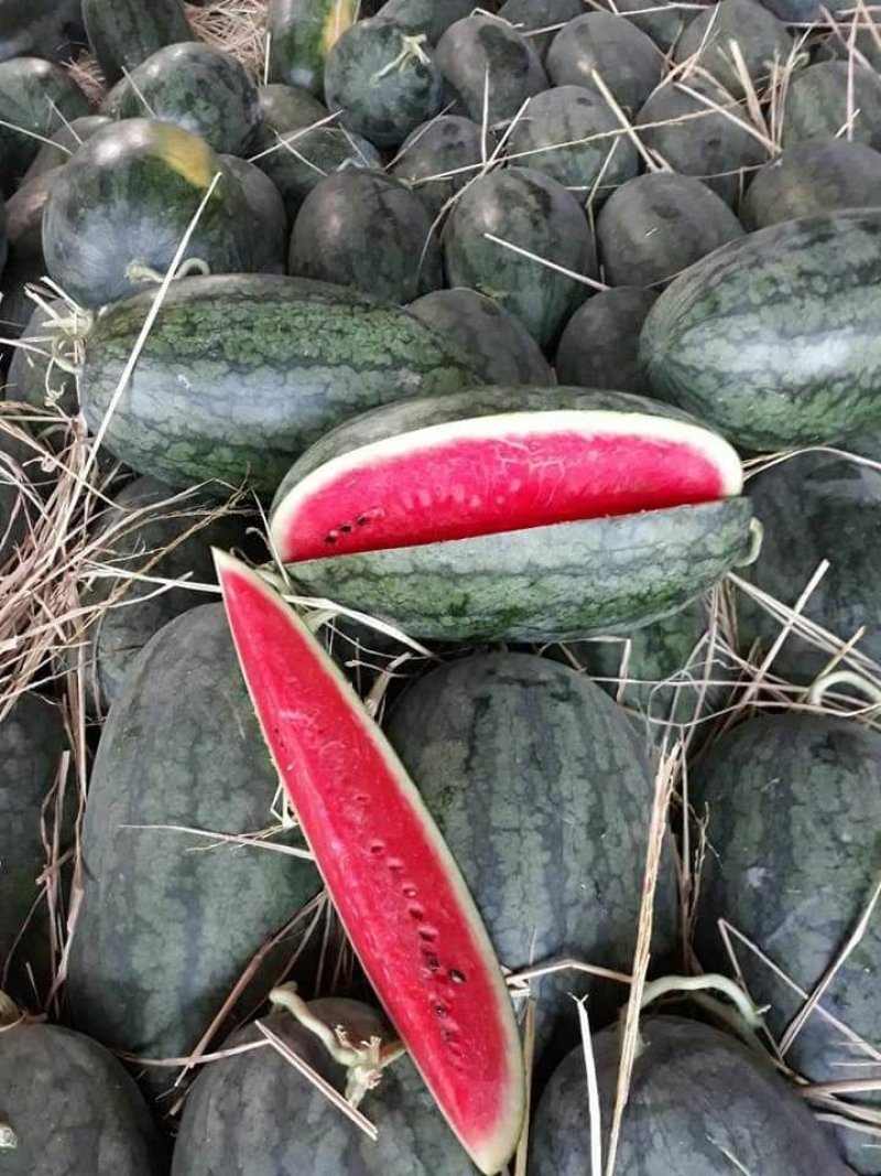 黑美人
