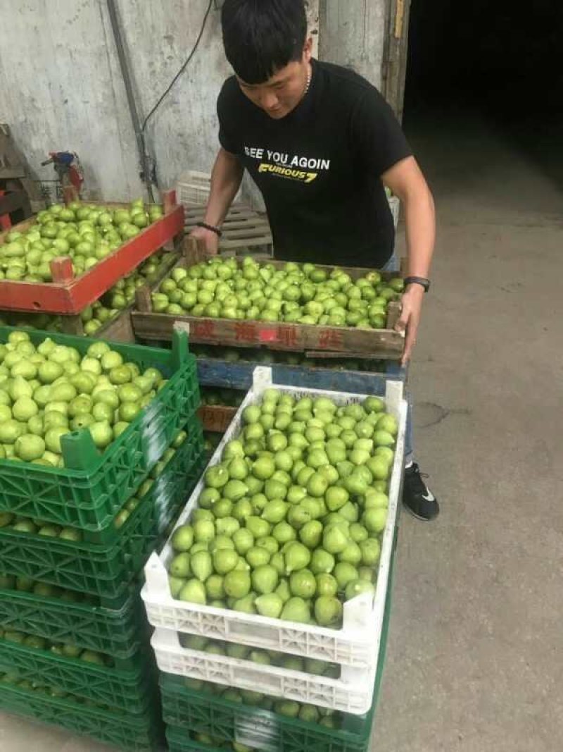 威海青皮无花果