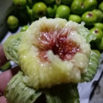 威海青皮无花果