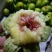 威海青皮无花果