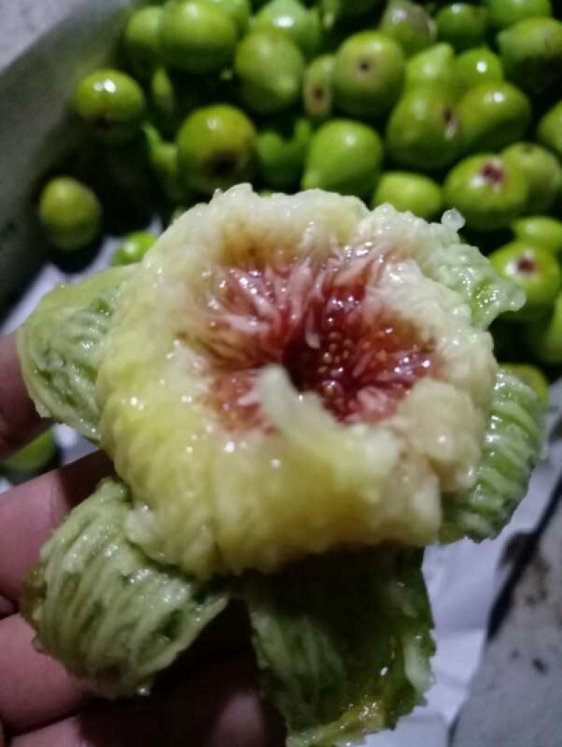 威海青皮无花果