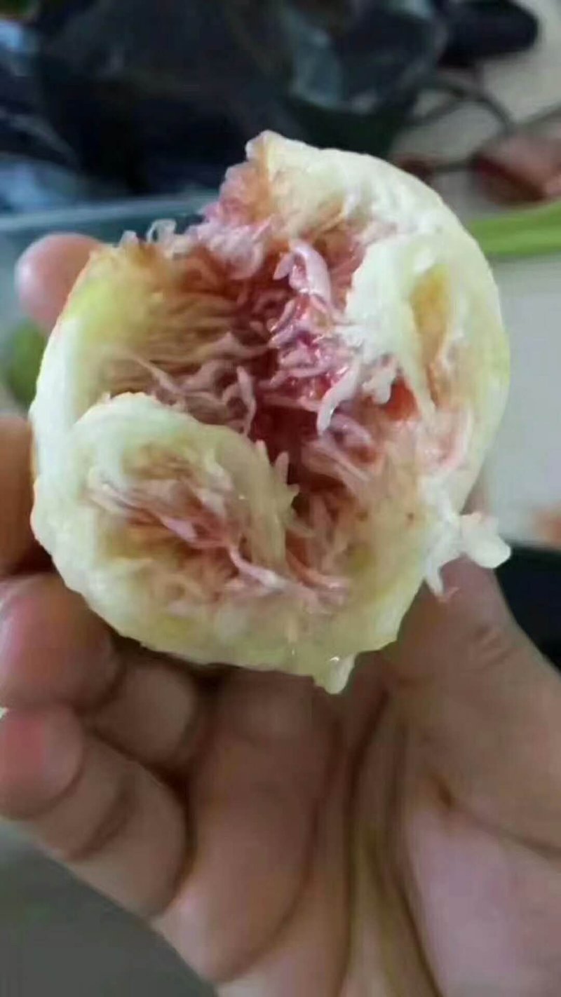 威海青皮无花果
