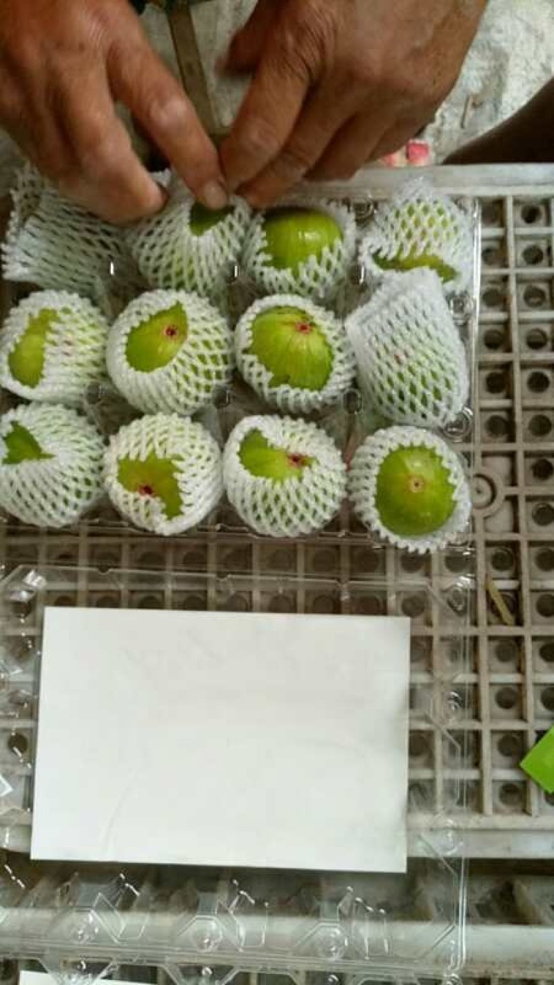 威海青皮无花果