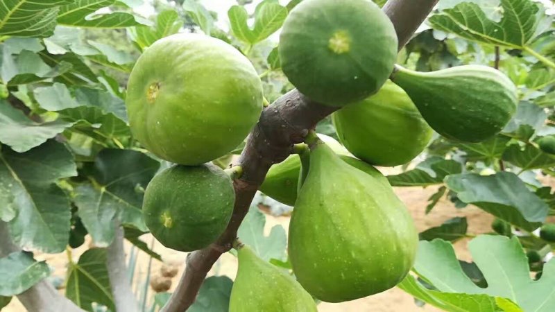 威海青皮无花果
