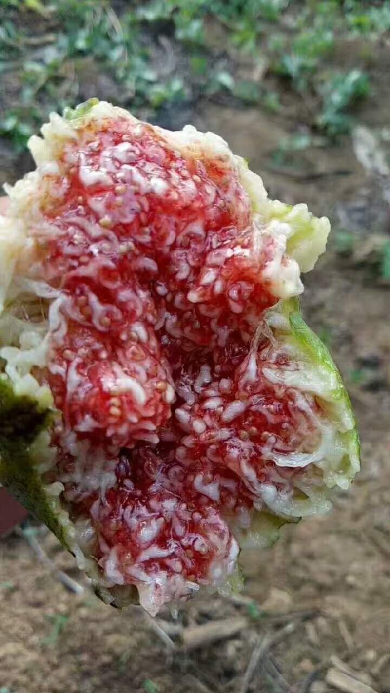 威海青皮无花果