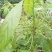 牛油果（油梨）苗
